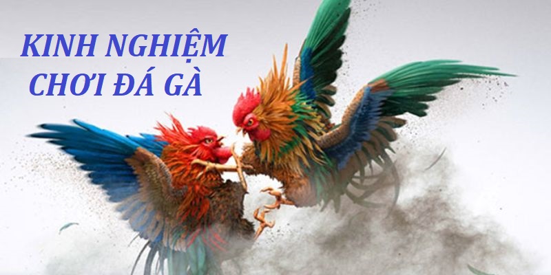 Kinh nghiệm đá gà 79King hiệu quả cao