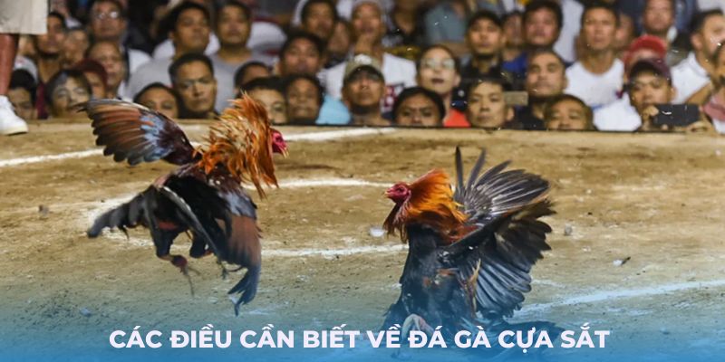 Các điều cần biết về đá gà cựa sắt