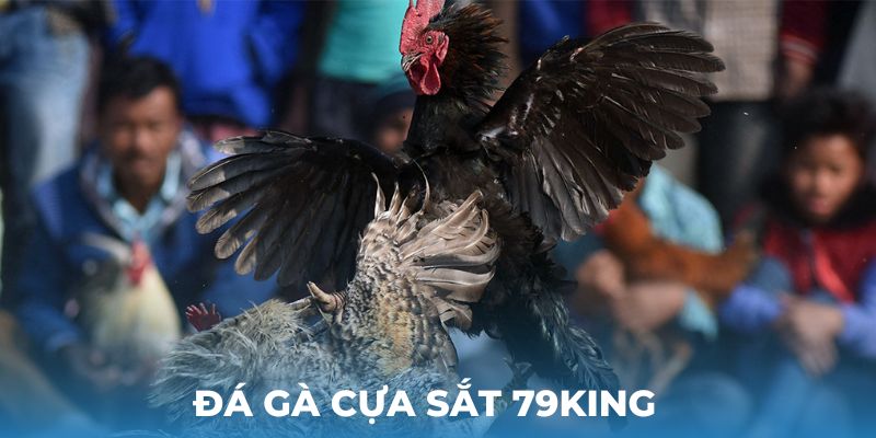 Đá gà cựa sắt 79King